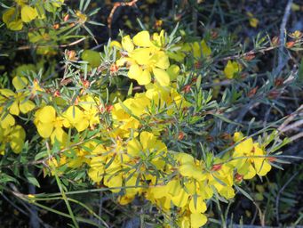 341_hibbertia_pulchra_img_9264.jpg