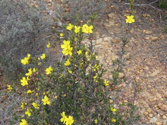 341_hibbertia_pungens_img_2866.jpg