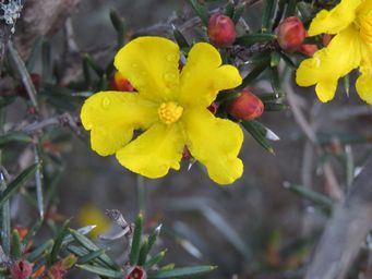 341_hibbertia_pungens_img_8178.jpg