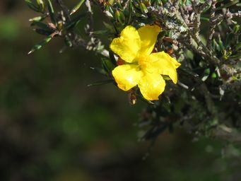 341_hibbertia_pungens_img_8244.jpg