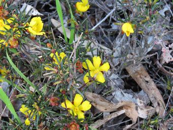 341_hibbertia_pungens_tarin_rock_img_8085.jpg