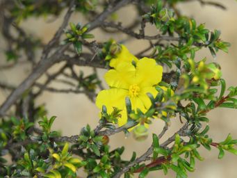 341_hibbertia_rostellata_img_2225.jpg