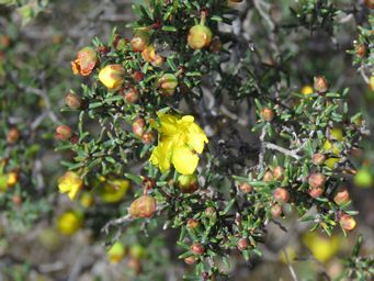 341_hibbertia_rostellata_m_img_8535.jpg
