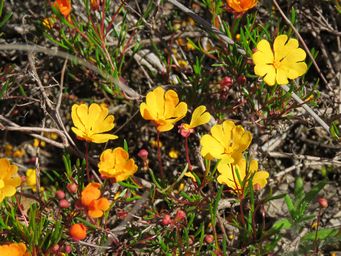341_hibbertia_stellaris_img_2694.jpg