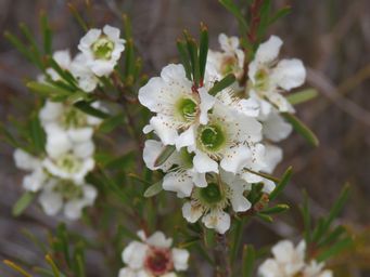 341_homalospermum_firmum_img_0042.jpg
