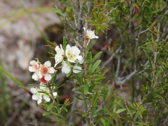 341_homalospermum_firmum_img_0045c.jpg