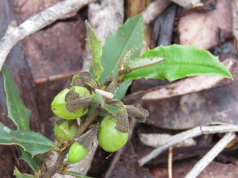 341_hovea_chorizemifolia_pods_img_1745c.jpg