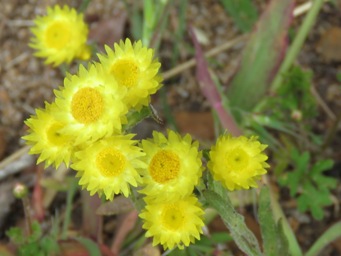 341_hyalosperma_cotula_img_6426cc.jpg