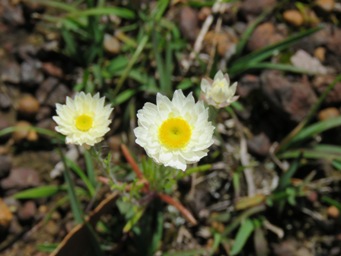 341_hyalosperma_cotula_img_6521.jpg