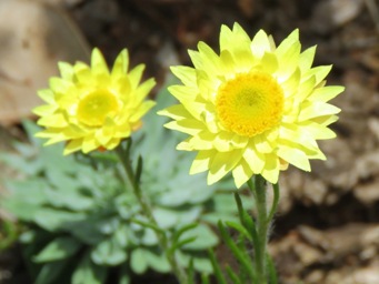 341_hyalosperma_cotula_img_7087cca.jpg