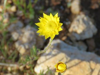 341_hyalosperma_glutinosum_subsp_glutinosum__m_img_9253ca.jpg