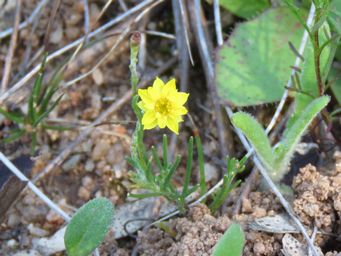 341_hyalosperma_glutinosum_subsp_glutinosum_img_9724ca.jpg