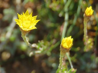 341_hyalosperma_glutinosum_subsp_glutinosum_m_img_9245ca.jpg