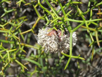 341_isopogon_gardneri_img_9724.jpg