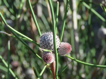 341_isopogon_scabriusculus_img_0019c.jpg