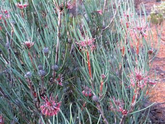 341_isopogon_scabriusculus_img_9954ca.jpg