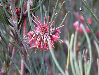 341_isopogon_scabriusculus_img_9955a.jpg