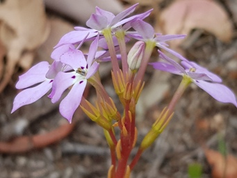 341_isotoma_hypocrateriformis_172528c.jpg
