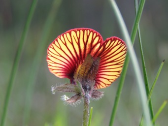 341_isotropis_cuneifolia_img_9771c.jpg