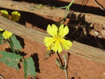 341_unlikely_goodenia_peacockiana_agnew_img_1263c.jpg
