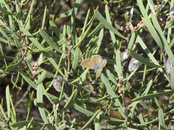 341_zizina_labradus_on_hakea_maybe_cygnus_img_9995.jpg
