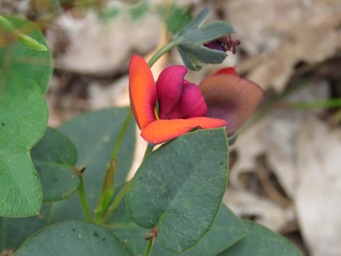 341xgompholobium_ovatum_foliage_img_8849c.jpg