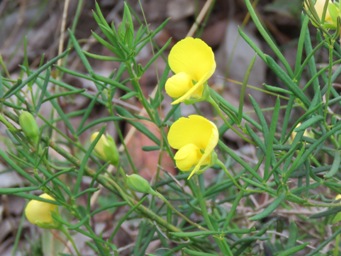341xgompholobium_polymorphum_foliage_img_8818c.jpg