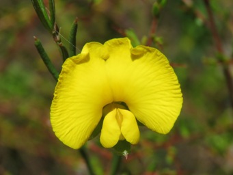 341xgompholobium_polymorphum_img_9980c.jpg