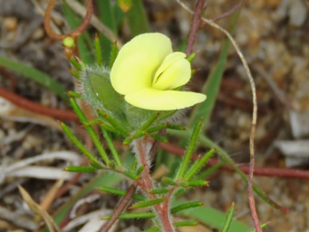 341xgompholobium_tomentosum_img_8776cc.jpg