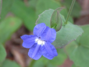 341xgoodenia_eatoniana_img_8787cc.jpg