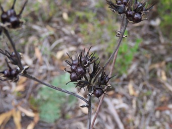 341xhaemodorum_discolor_img_0356.jpg