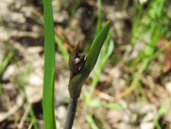 341xhaemodorum_discolor_img_6737.jpg