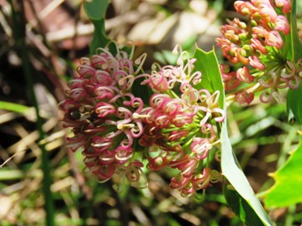 341xhakea_amplexicaulis_img_4720.jpg