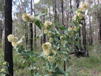 341xhakea_amplexicaulis_img_4732c.jpg
