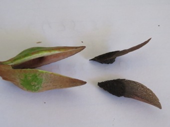 341xhakea_amplexicaulis_seeds_img_1005c.jpg
