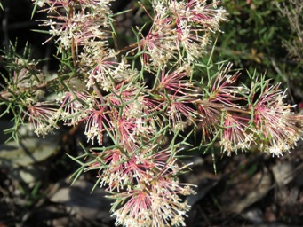 341xhakea_lissocarpha_img_3702.jpg