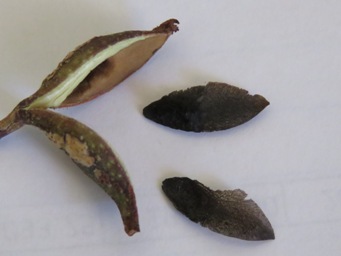 341xhakea_lissocarpha_seeds_img_1002c.jpg