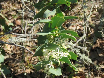 341xhakea_prostrata_img_4481c.jpg