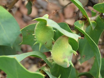 341xhakea_prostrata_pods_img_0347.jpg