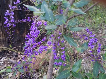 341xhardenbergia__171906c.jpg