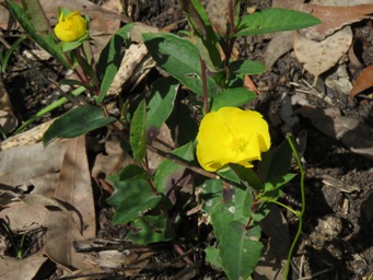 341xhibbertia_amplexicaulis_img_5614c.jpg