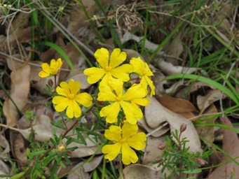 341xhibbertia_hypericoides_img_4585.jpg