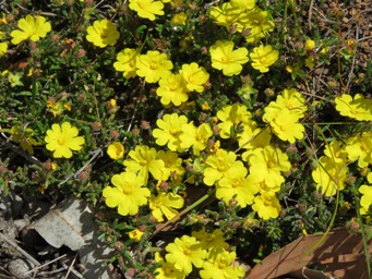 341xhibbertia_hypericoides_img_8464.jpg