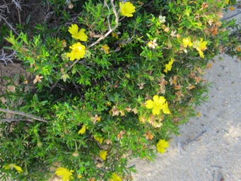 341xhibbertia_lancelin_mg_l_3159c.jpg