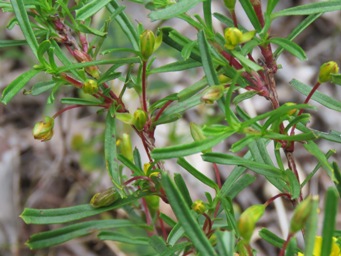 341xhibbertia_racemosa_foliage_img_8703c.jpg