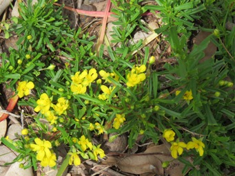 341xhibbertia_racemosa_img_7703c.jpg