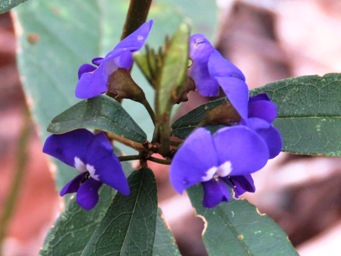 341xhovea_elliptica_img_7272c.jpg