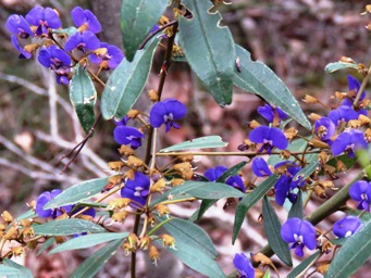 341xhovea_elliptica_img_7276c.jpg