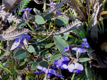 341xhovea_trisperma_img_3644c.jpg