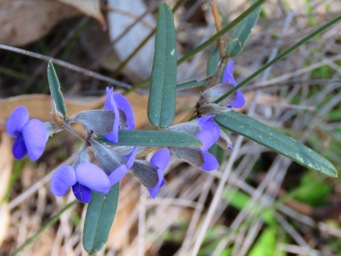 341xhovea_trisperma_img_3705c.jpg